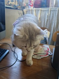 现代学徒制-运行管理系统-艺术2252戴诗雨百子莲实习1.13