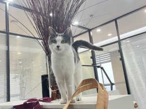 图片[3]-艺术2252吴王逸 梦城文化传媒公司学徒日志2026.1.5-现代学徒制-运行管理系统