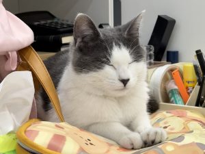 艺术2252吴王逸 梦城文化传媒公司学徒日志2026.1.7-现代学徒制-运行管理系统