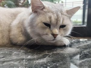 图片[3]-艺术2251 汤燕琪 太仓百子莲高端婚礼定制 2026.5.28-现代学徒制-运行管理系统