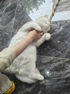 图片[4]-艺术2251 汤燕琪 太仓百子莲高端婚礼定制 2026.5.14-现代学徒制-运行管理系统