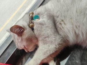 图片[3]-艺术2251 汤燕琪 太仓百子莲高端婚礼定制 2026.5.27-现代学徒制-运行管理系统