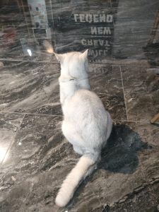 图片[1]-艺术2252王雨菲 百子莲婚礼策划-现代学徒制-运行管理系统