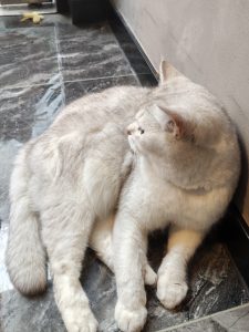 图片[1]-艺术2252 张雨欣 百子莲婚礼策划-现代学徒制-运行管理系统