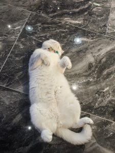 图片[2]-艺术2251 汤燕琪 太仓百子莲高端婚礼定制 2026.5.23-现代学徒制-运行管理系统