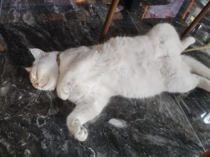 图片[1]-艺术2252 张雨欣 百子莲婚礼策划 2026.5.23-现代学徒制-运行管理系统