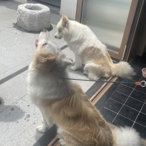 艺术2251陈秋萍上核文化2026.5.25-现代学徒制-运行管理系统