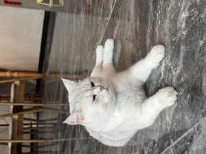图片[2]-艺术2252高晴      merryme婚庆-现代学徒制-运行管理系统