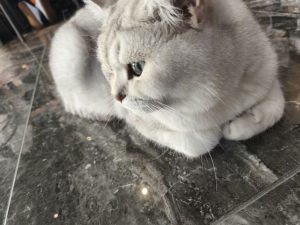 图片[2]-艺术2251 刘晓钰 百子莲 2026.5.12-现代学徒制-运行管理系统