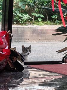图片[1]-艺术2252 张雨欣 百子莲婚礼策划 2026.5.21-现代学徒制-运行管理系统